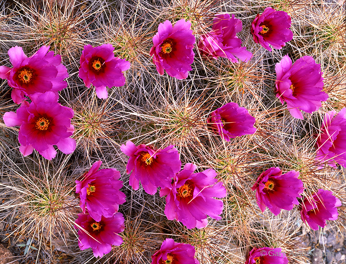TX-99-11-NP Strawberry Cactus (Echinocereus Enneacauthus) in the Chihauhauan Desert, Big Bend National Park, Texas.